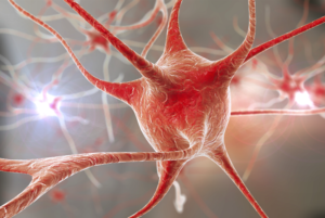 Regenerating and Restoring Brain Cells in the Aged With Donor Neural Stem Cells